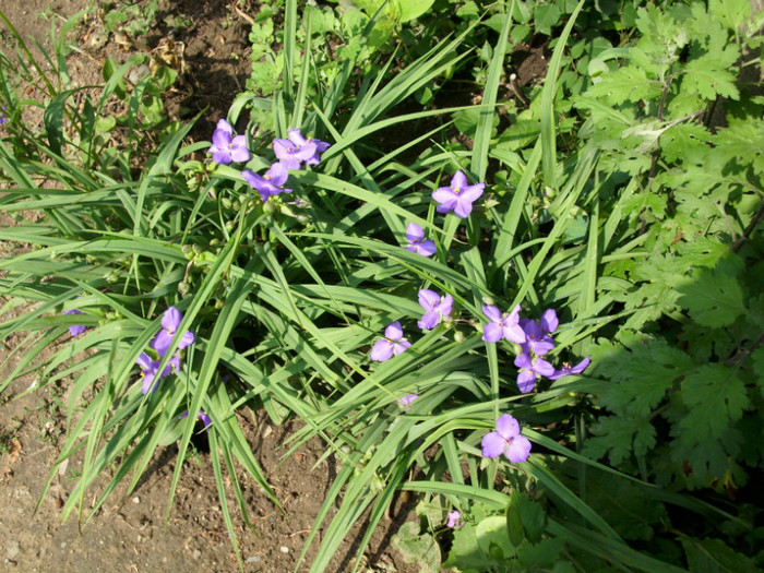 DSCI0597 - crini albastri de roua tradescantia