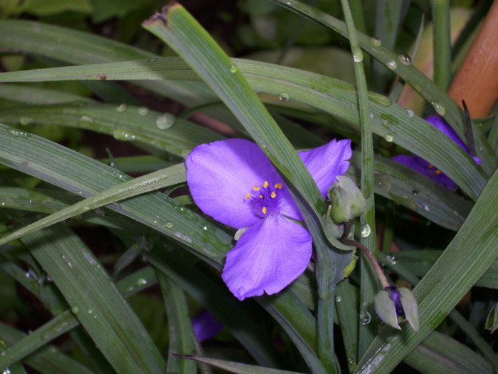 DSCI0577 - crini albastri de roua tradescantia