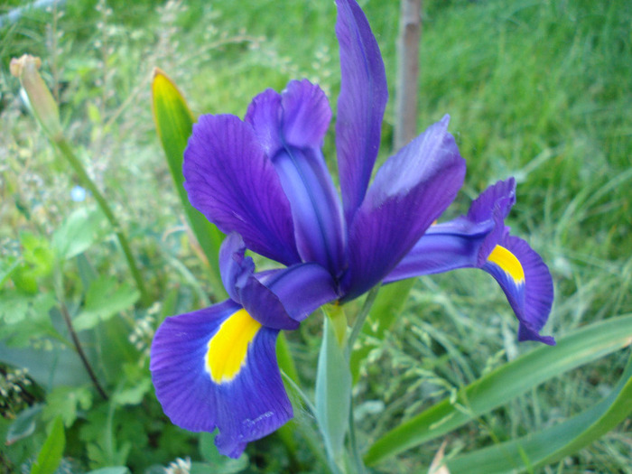 Iris hollandica Blue Magic (2011, May 27) - Iris Blue Magic