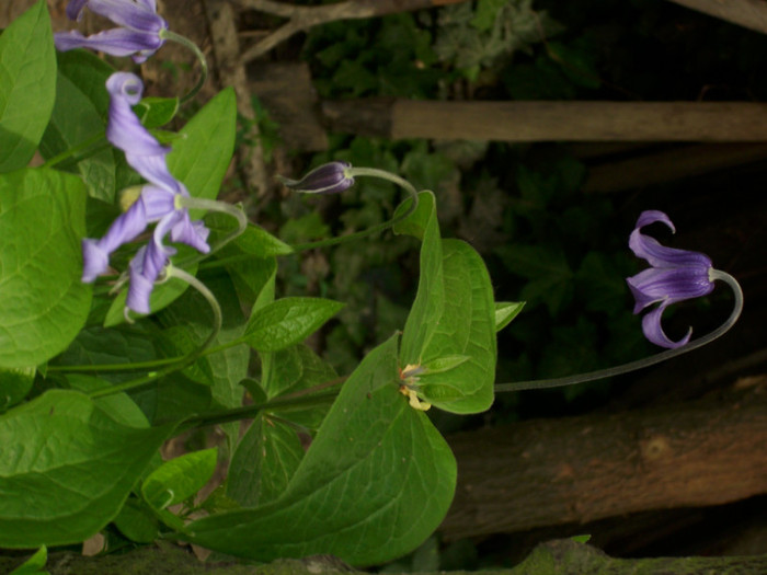 DSCI0327 - clematita salbatica de camp