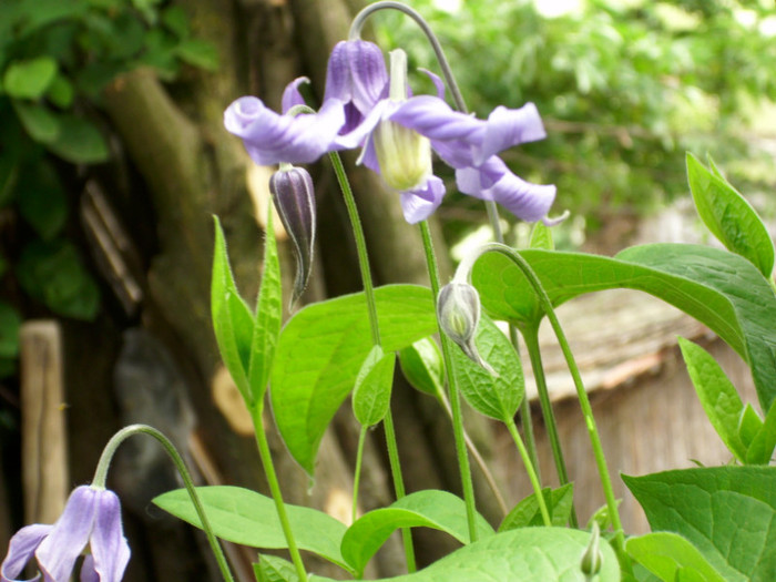 DSCI0321 - clematita salbatica de camp