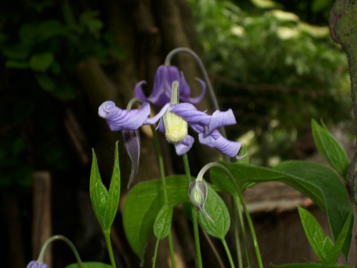 DSCI0323 - clematita salbatica de camp