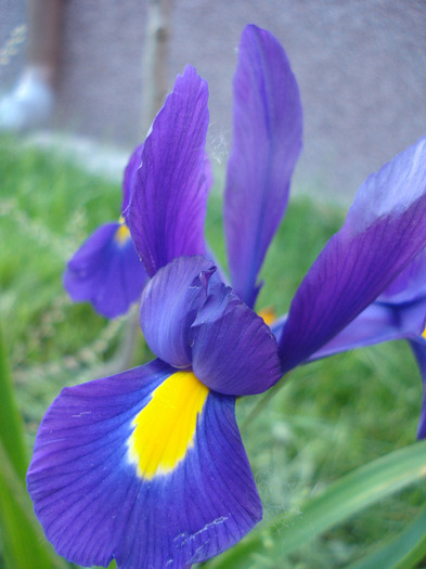 Iris hollandica Blue Magic (2011, May 27) - Iris Blue Magic