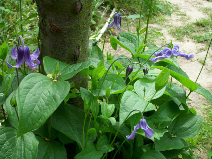 DSCI0331 - clematita salbatica de camp