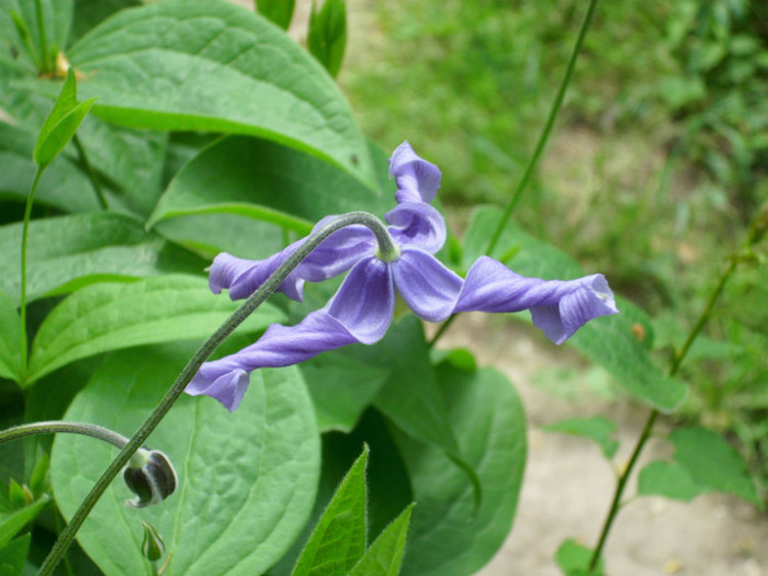 DSCI0336 - clematita salbatica de camp