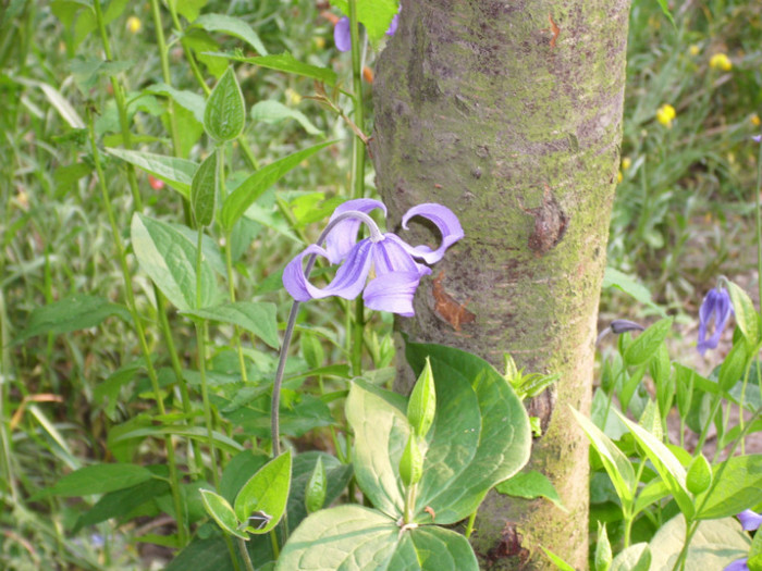 DSCI0528 - clematita salbatica de camp