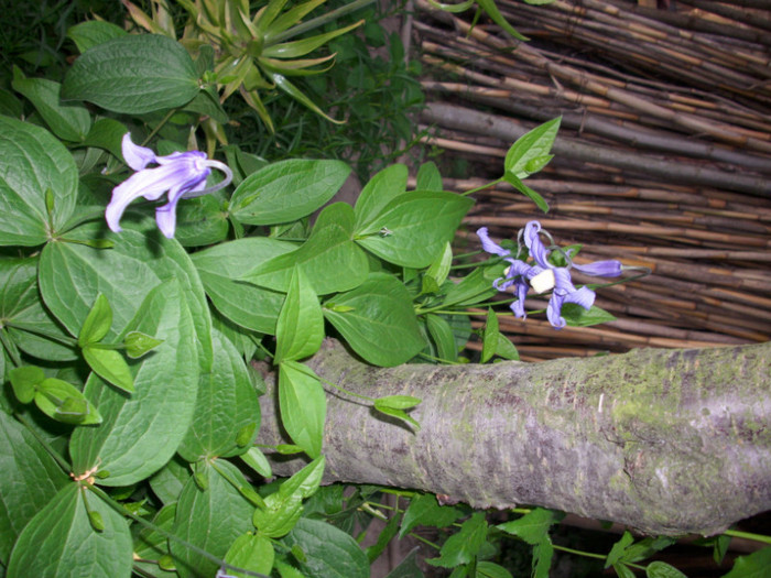 DSCI0521 - clematita salbatica de camp