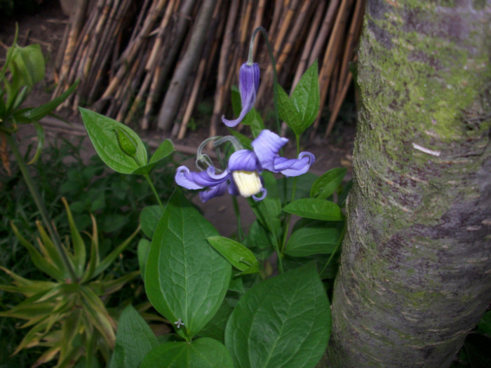 DSCI0522 - clematita salbatica de camp