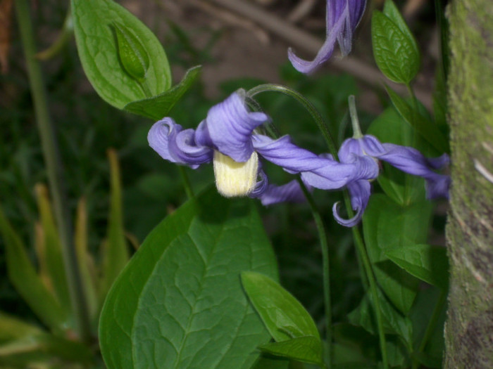 DSCI0524 - clematita salbatica de camp