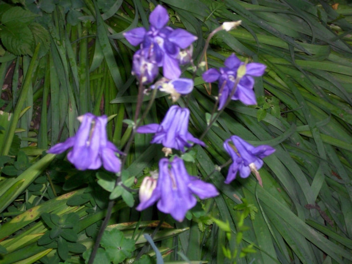 caldarusa albastra - delphinium albastru simplu