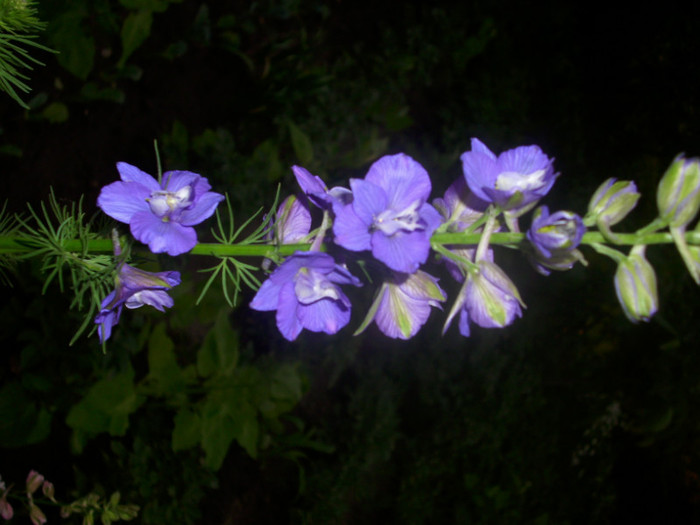 DSCI0043 - delphinium albastru simplu