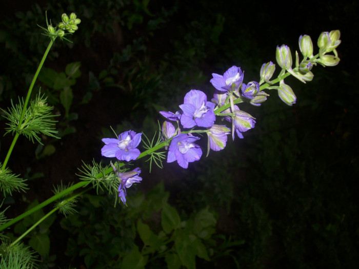 DSCI0044 - delphinium albastru simplu