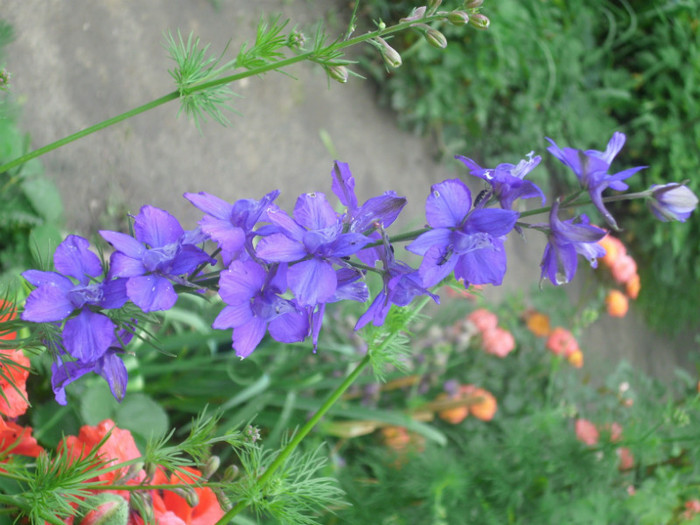 DSCI0417 - delphinium albastru simplu