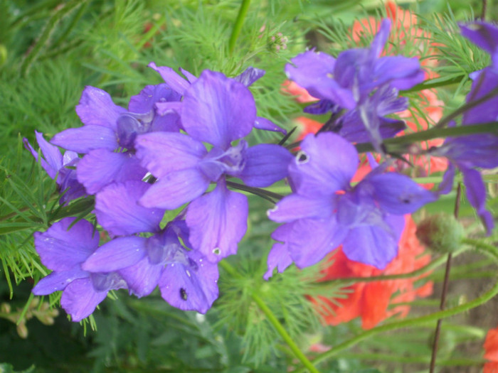 DSCI0413 - delphinium albastru simplu