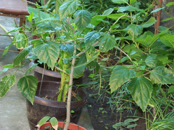 100_5950 - Flori 2011