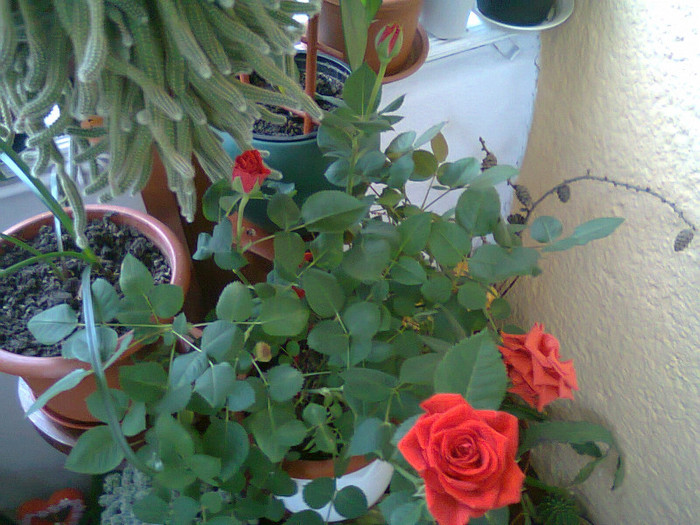 Fotografie0107 - trandafir pitic