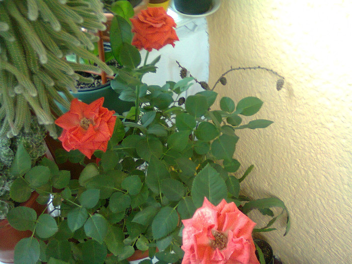 Fotografie0140 - trandafir pitic