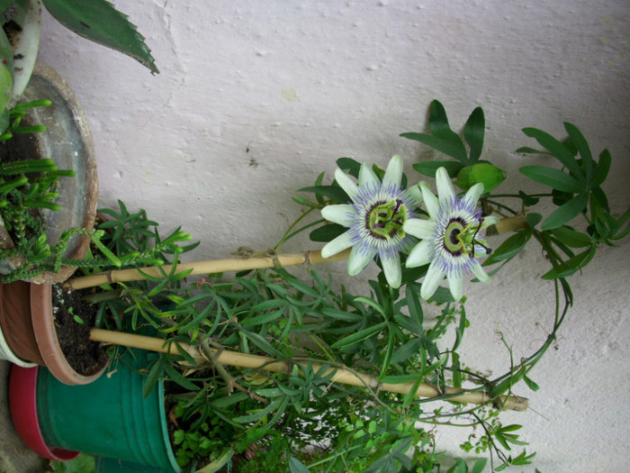 DSCI0015 - passiflora alba