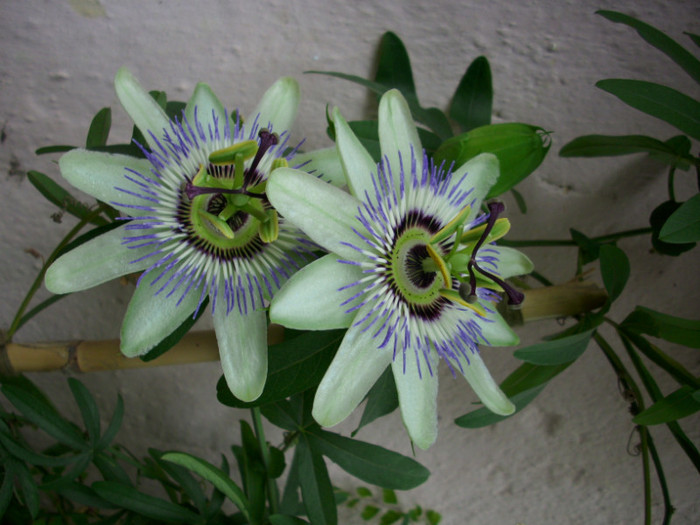 DSCI0004 - passiflora alba