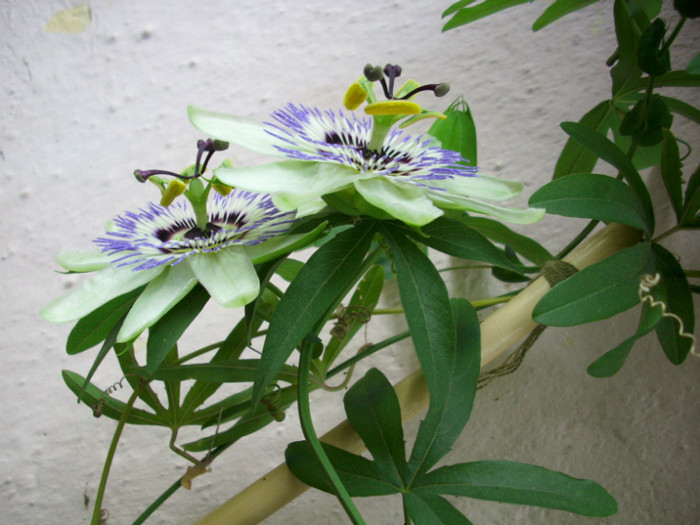DSCI0005 - passiflora alba