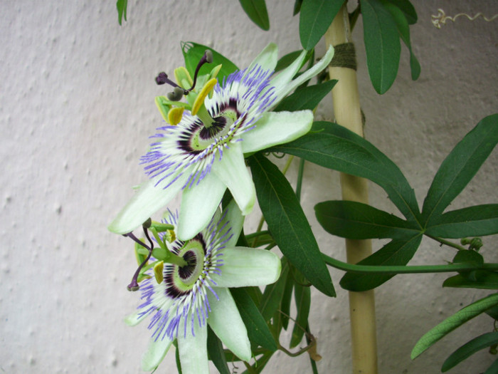 DSCI0006 - passiflora alba