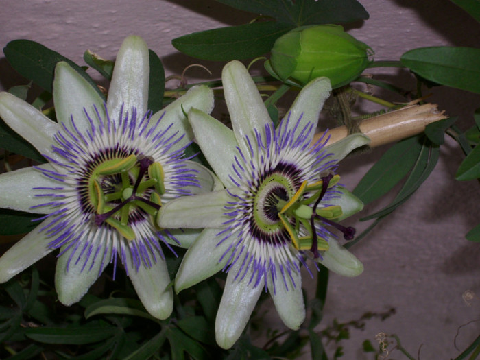 DSCI0007 - passiflora alba