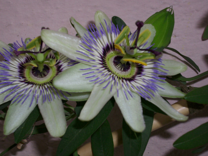 DSCI0010 - passiflora alba