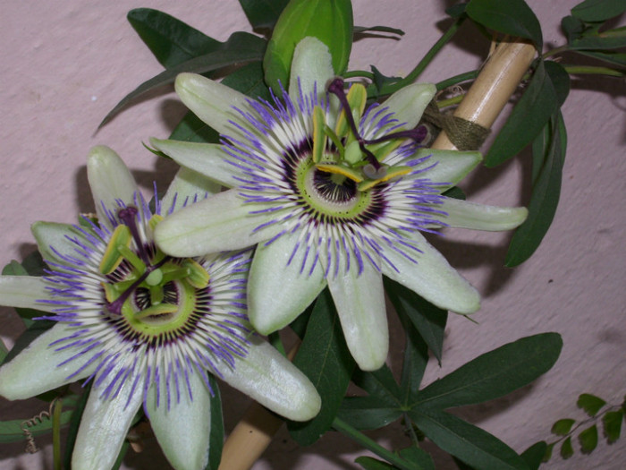 DSCI0011 - passiflora alba