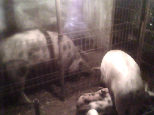 Scroafe de rasa - Porci de vanzare rasa pura  Pietran Pic si Duroc Tel- 0764556261