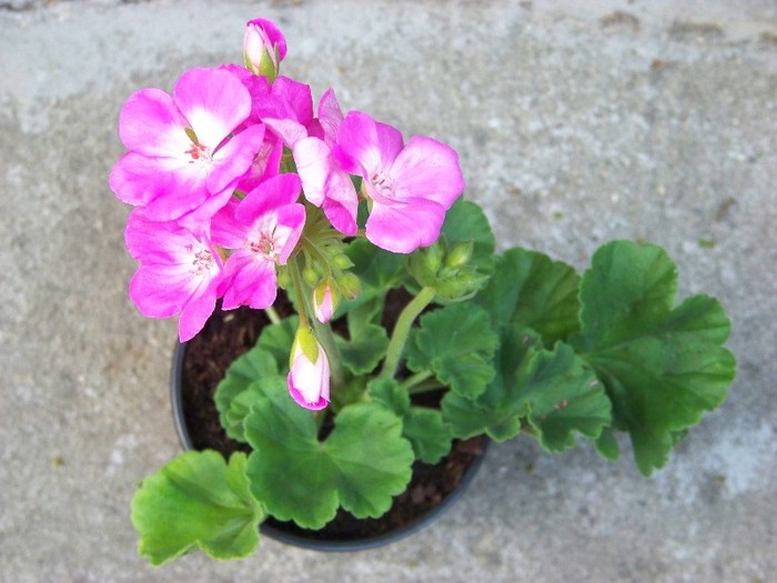 100_6071 - Flori 2011