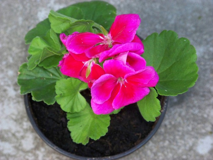 100_6072 - Flori 2011