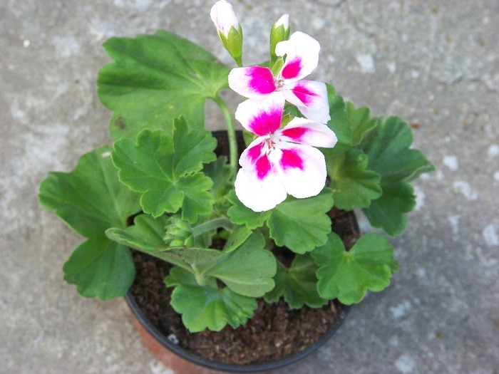 100_6073 - Flori 2011