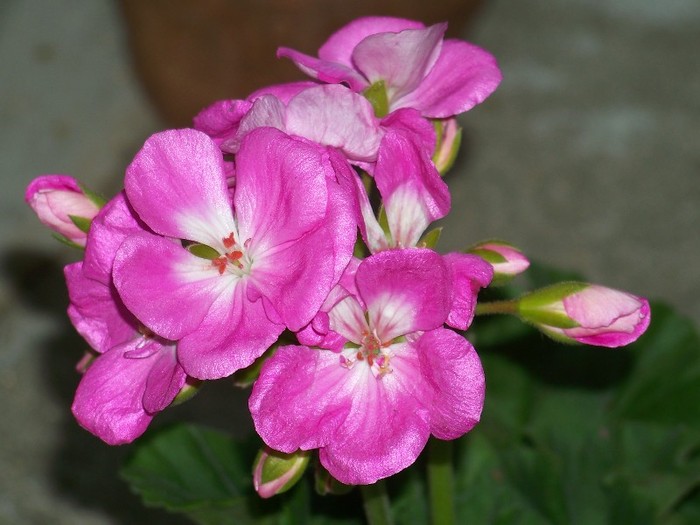 100_6077 - Flori 2011