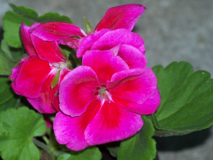 100_6078 - Flori 2011