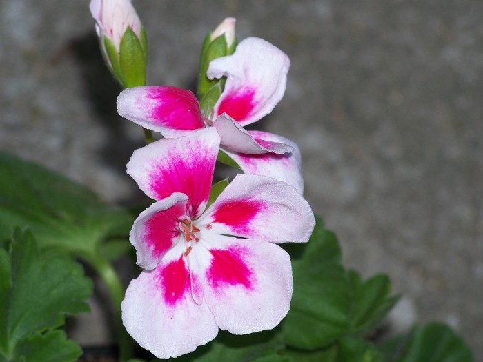 100_6079 - Flori 2011