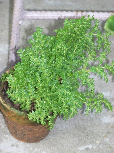 100_6084 - Flori 2011