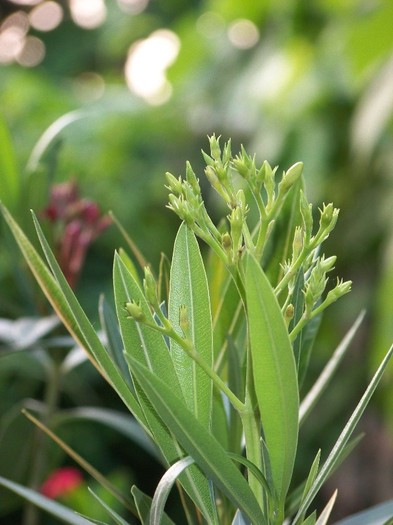 100_6087 - Flori 2011