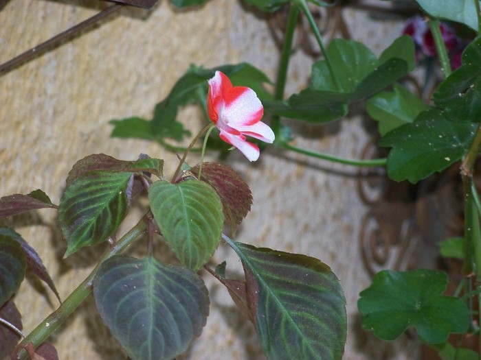 100_6134 - Flori 2011