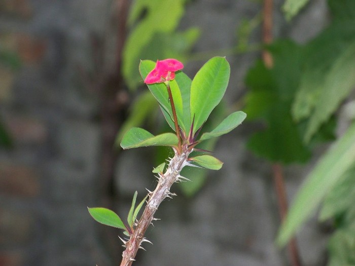 100_6135 - Flori 2011