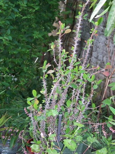 100_6136 - Flori 2011