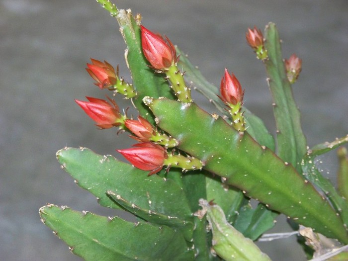 100_6137 - Flori 2011