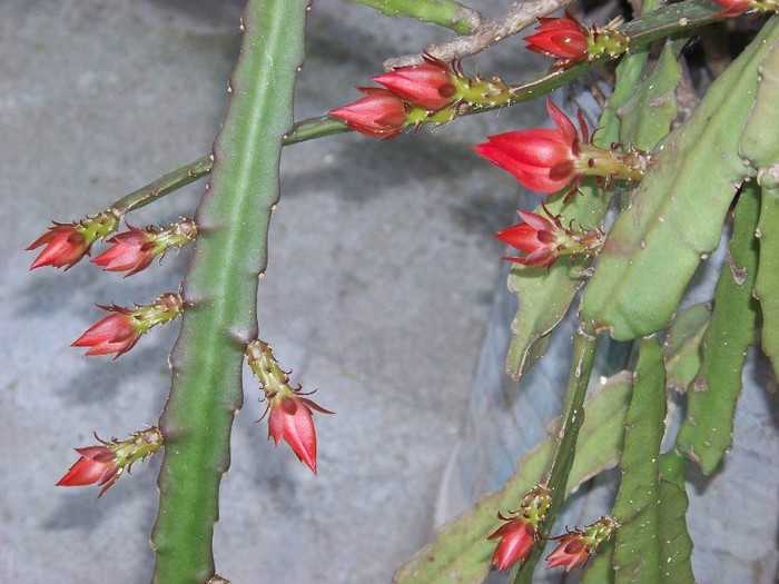 100_6138 - Flori 2011