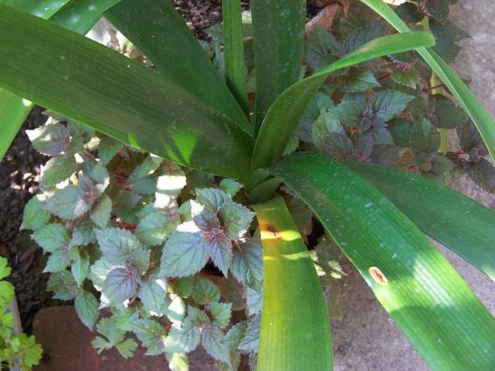 100_6176 - Flori 2011