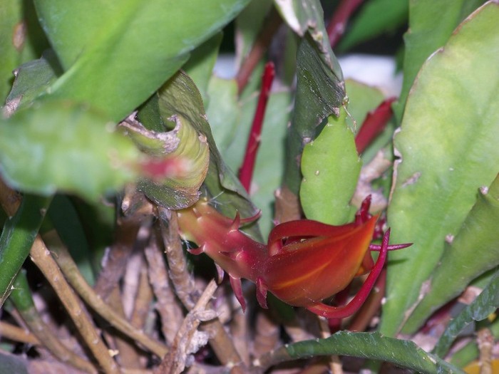 100_6188 - Flori 2011