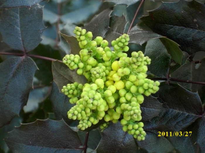 flori de mahonia - buchete de primavara 2011