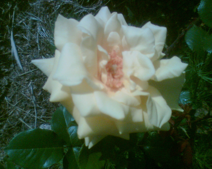 Picture 161 - Trandafirii mei 2011