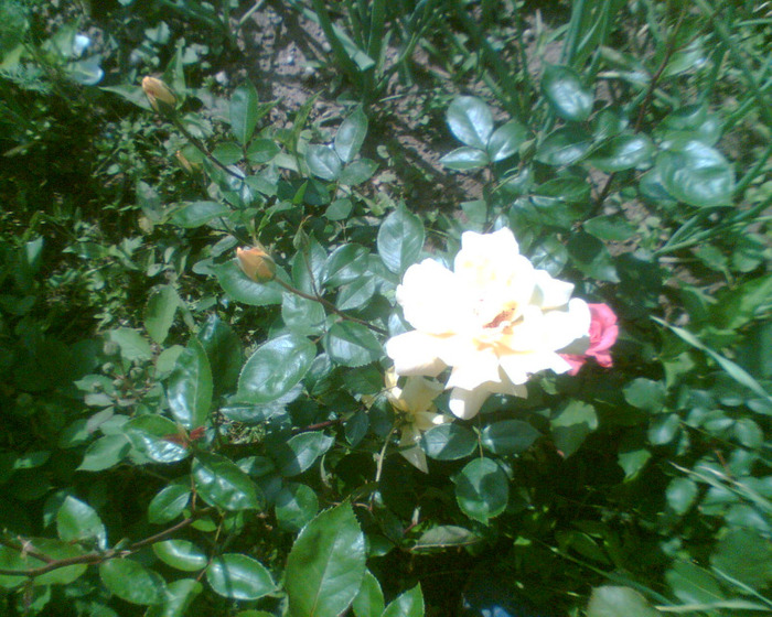 Picture 163 - Trandafirii mei 2011
