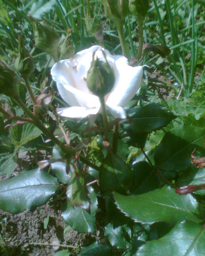 Picture 168 - Trandafirii mei 2011