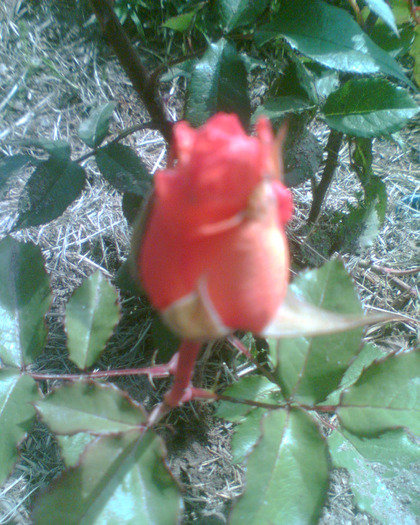 Picture 171 - Trandafirii mei 2011