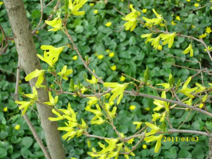 forsythia